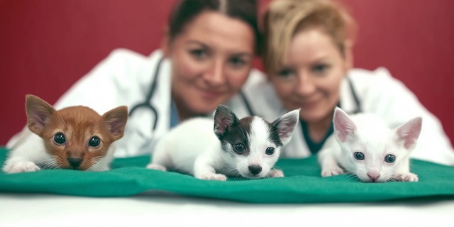 Navigating the Global Veterinary Trade Landscape Trade Credebt